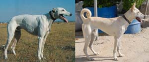 comparison between english greyhound e ktitikps ichmilatis